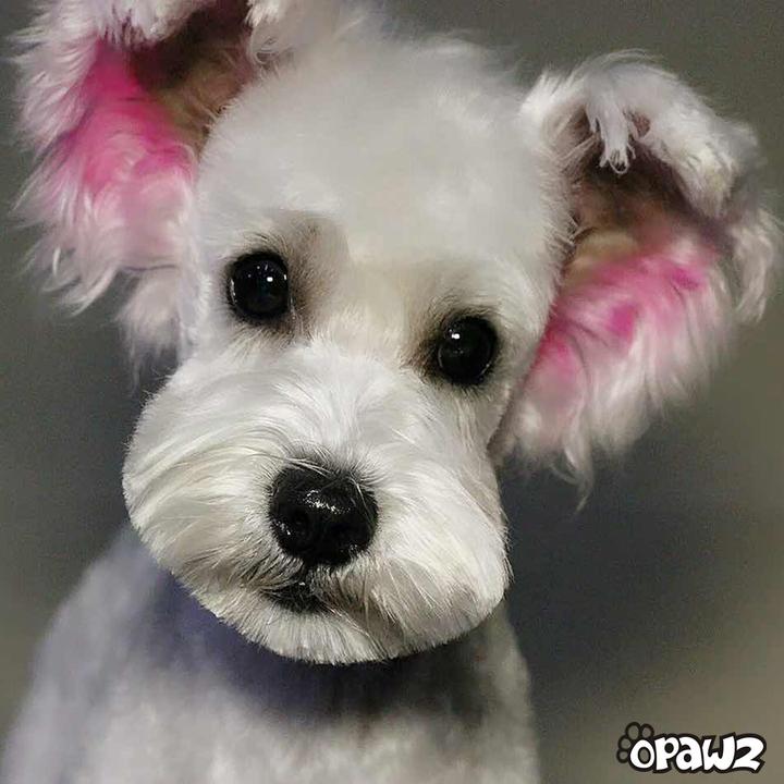 PET HAIR CHALK - Afbeelding 4