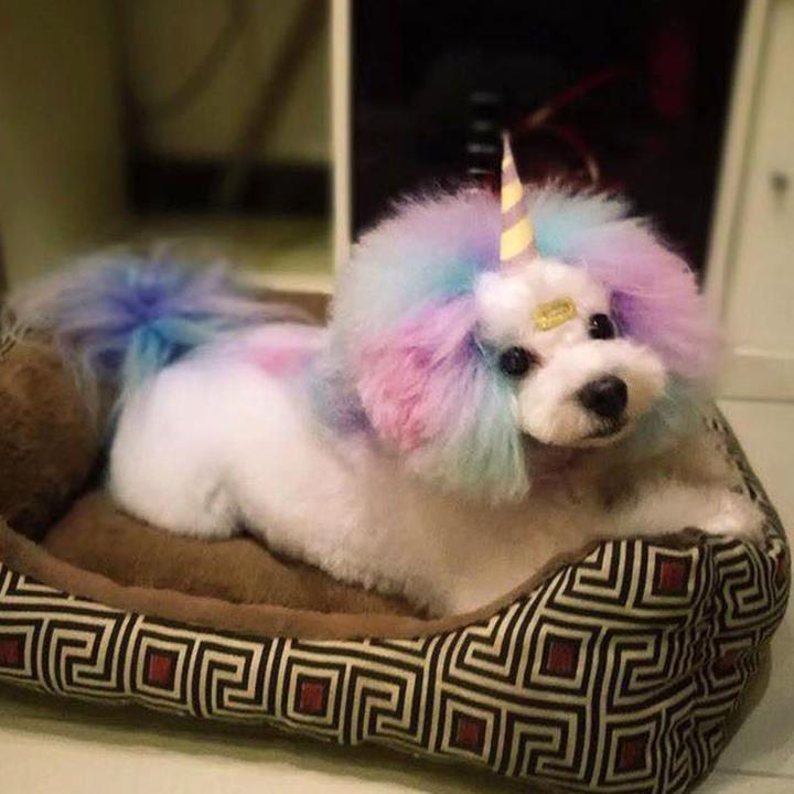 PET HAIR CHALK - Afbeelding 3