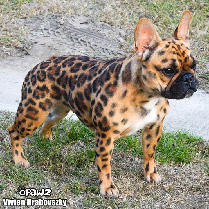 PAINT PEN SET 12 st - Afbeelding 7