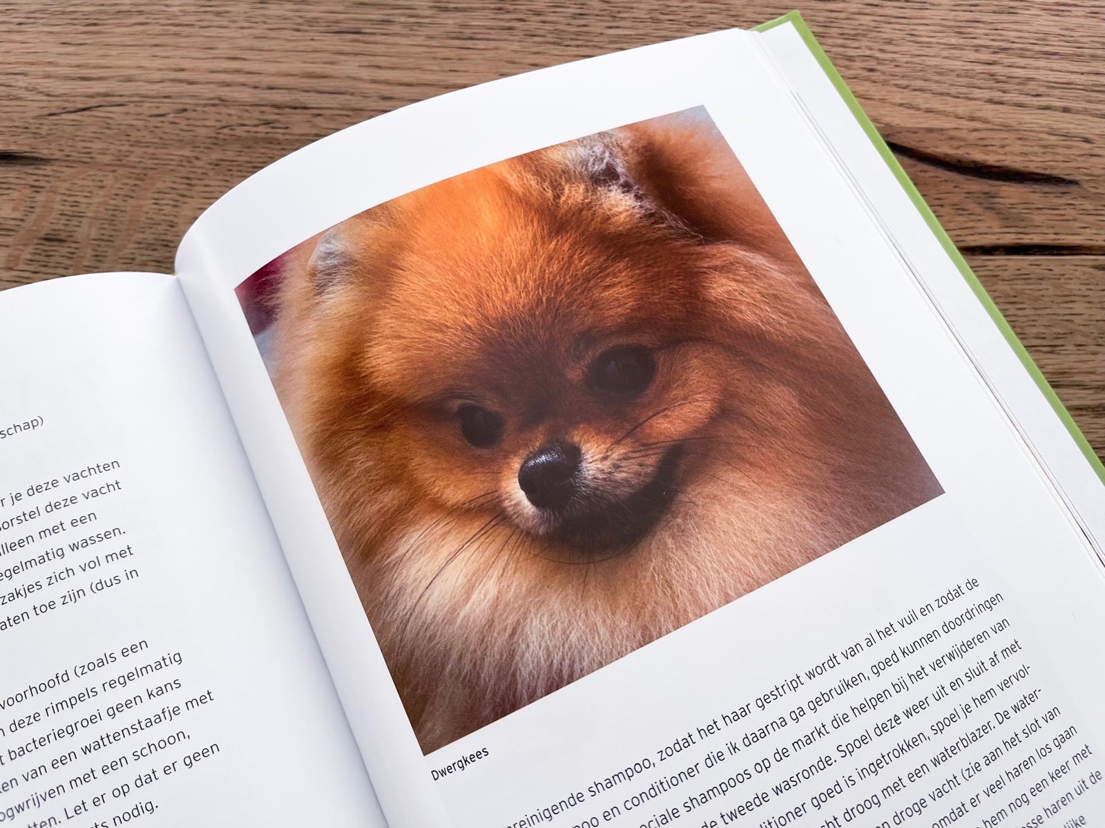 Pomeranian in een grooming-publicatie